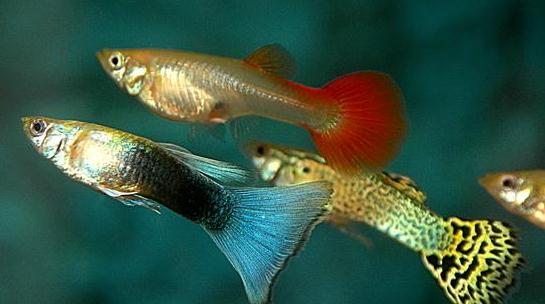 孔雀魚是什么？孔雀魚怎么養？