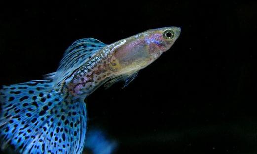 孔雀魚的飼養環境-孔雀魚如何飼養？