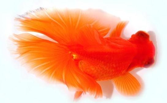 蝶尾金魚如何繁殖？蝶尾金魚怎么養？