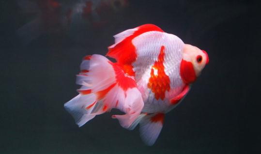 短尾琉金魚怎么養(yǎng)？短尾琉金魚的品種有哪些？