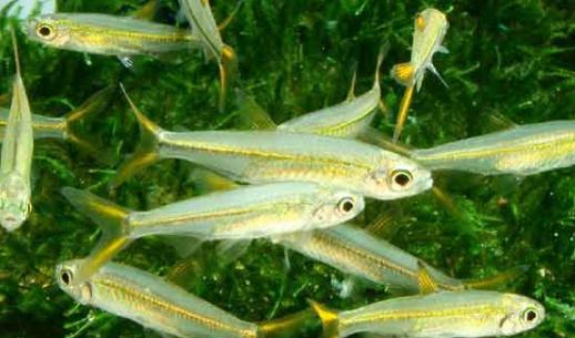 二線藍眼燈魚是什么？二線藍眼燈魚怎么養？