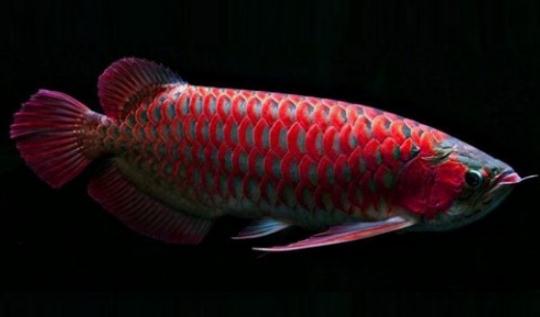 非洲龍魚怎么養(yǎng)？非洲龍魚的飼養(yǎng)環(huán)境
