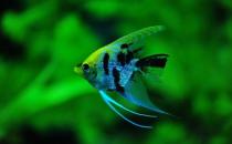 大神仙魚的飼養環境-大神仙魚如何繁殖？