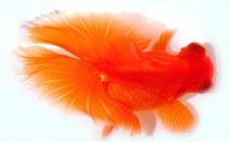 蝶尾金魚如何繁殖？蝶尾金魚怎么養？
