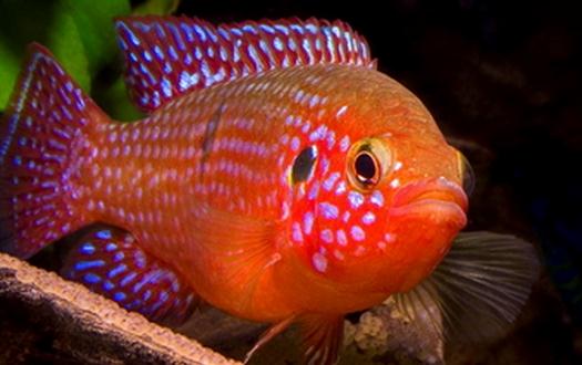 紅松石魚的簡介-紅松石魚如何疾病檢查？