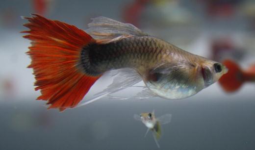 紅尾禮服孔雀魚怎么養？紅尾禮服孔雀魚飼養環境
