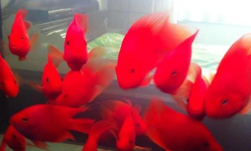 紅元寶魚的壽命-紅元寶魚怎么養？