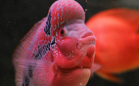 花角羅漢魚怎么養？花角羅漢魚的壽命