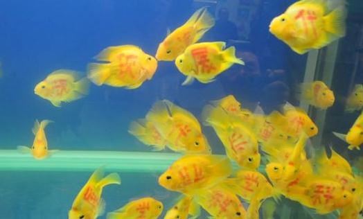 黃金燈魚的簡介-飼養黃金燈魚的環境