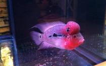 紅運當頭羅漢魚怎么養？紅運當頭羅漢魚價格