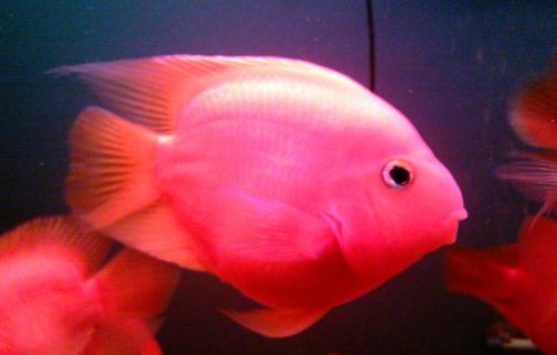 金剛鸚鵡魚怎么養？金剛鸚鵡魚的壽命