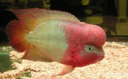 金花羅漢魚是什么？金花羅漢魚多少錢能買到？