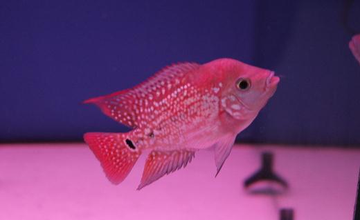 金花羅漢魚怎么養(yǎng)？金花羅漢魚的壽命