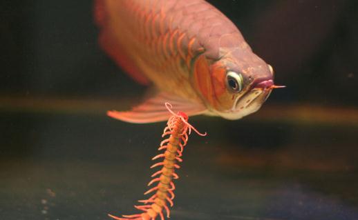 曼龍魚怎么養？曼龍魚如何分辨雌性？