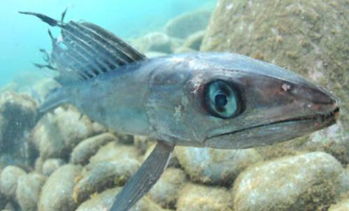 深海龍魚的簡介-深海龍魚吃什么食物？