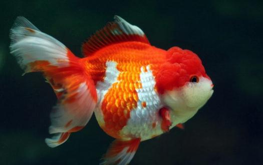 獅子頭金魚是什么？獅子頭金魚如何挑選？