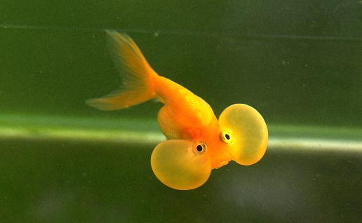 水泡金魚是什么魚？水泡金魚的特征