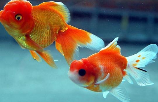水泡金魚怎么養？水泡金魚的飼養方法