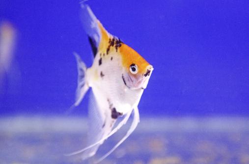 天使魚(yú)怎么養(yǎng)？天使魚(yú)有什么品種？
