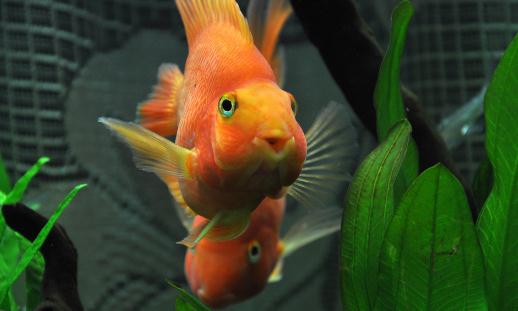 血鸚鵡魚的簡(jiǎn)介-血鸚鵡魚的壽命