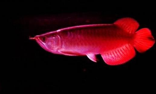 印尼辣椒紅龍魚怎么養？印尼辣椒紅龍魚特征