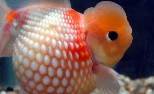 珍珠金魚的簡介-珍珠金魚如何繁殖？