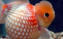 珍珠金魚的簡介-珍珠金魚如何繁殖？