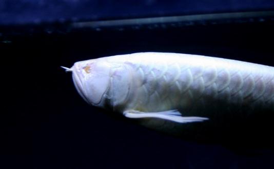 白金龍魚怎么養？白金龍魚的品種
