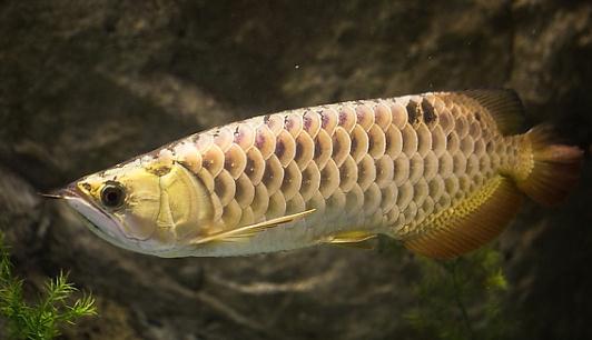 背金龍魚的簡介-背金龍魚的體型特征