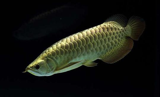 背金龍魚怎么養？背金龍魚的飼養環境