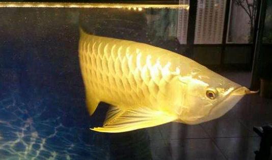 高背寶石龍魚怎么養？高背寶石龍魚魚缸擺放位置