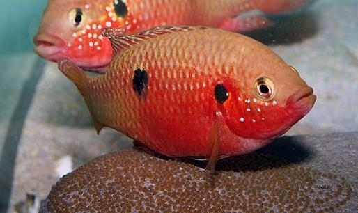 紅寶石魚的簡介-紅寶石魚的品種