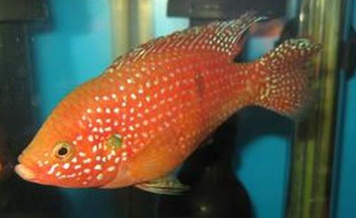 紅寶石魚怎么養(yǎng)？紅寶石魚如何繁殖？