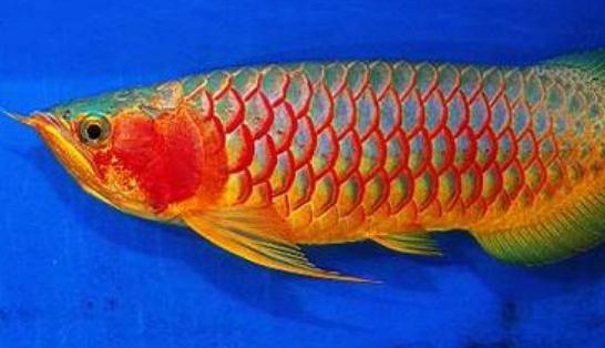 紅辣椒龍魚怎么養(yǎng)？紅辣椒龍魚養(yǎng)殖方法