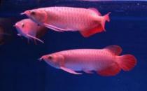 帝王辣椒紅龍魚(yú)怎么養(yǎng)？帝王辣椒紅龍魚(yú)如何挑選？