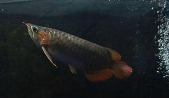 尖嘴青龍魚的品相標準-尖嘴青龍魚怎么養？