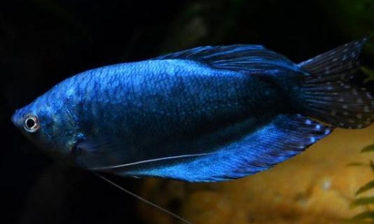 藍(lán)龍魚(yú)怎么繁殖？藍(lán)龍魚(yú)怎么養(yǎng)？