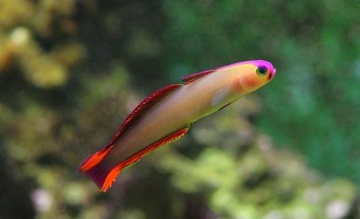 雷達魚的簡介-雷達魚的體型特征