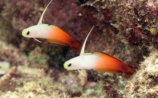 雷達魚怎么養？雷達魚的壽命