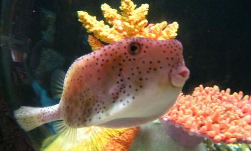 木瓜魚怎么養？木瓜魚的飼養環境