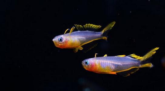 霓虹燕子魚的簡介-霓虹燕子魚如何繁殖？