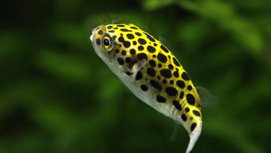 潛水艇魚怎么養？潛水艇魚選魚技巧