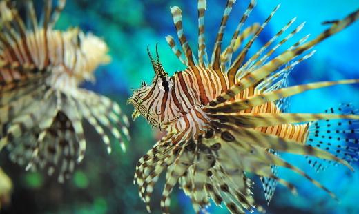 獅子魚怎么養？獅子魚的生存環境