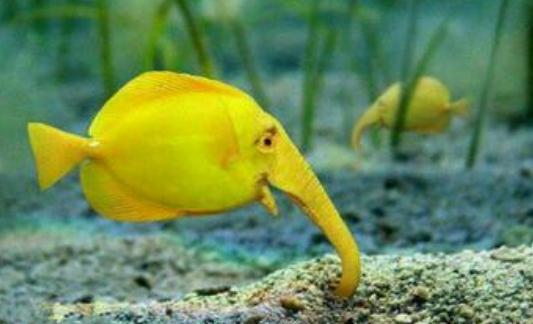 象鼻魚的簡介-象鼻魚的品種