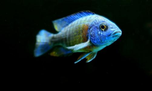 小精靈魚的簡介-小精靈魚的體型特征