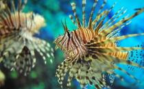 獅子魚(yú)怎么養(yǎng)？獅子魚(yú)的生存環(huán)境