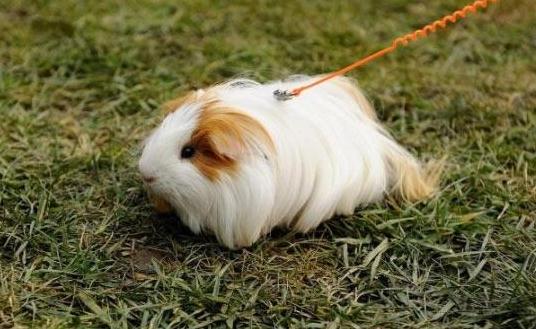 白色黑眼天竺鼠怎么養？白色黑眼天竺鼠的飼養環境