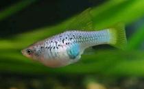 月光魚的簡(jiǎn)介-月光魚的的品種