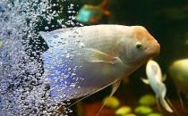 招財魚怎么養？招財魚的養殖環境