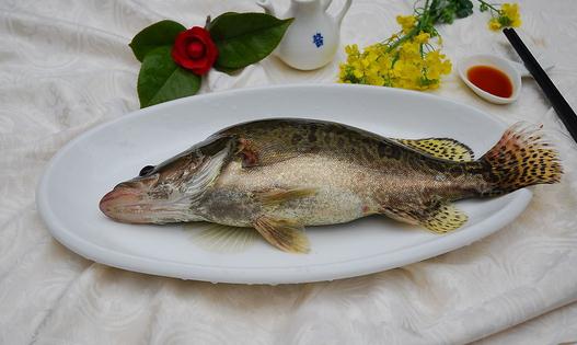 桂魚營(yíng)養(yǎng)價(jià)值高 選購(gòu)桂魚有哪些竅門